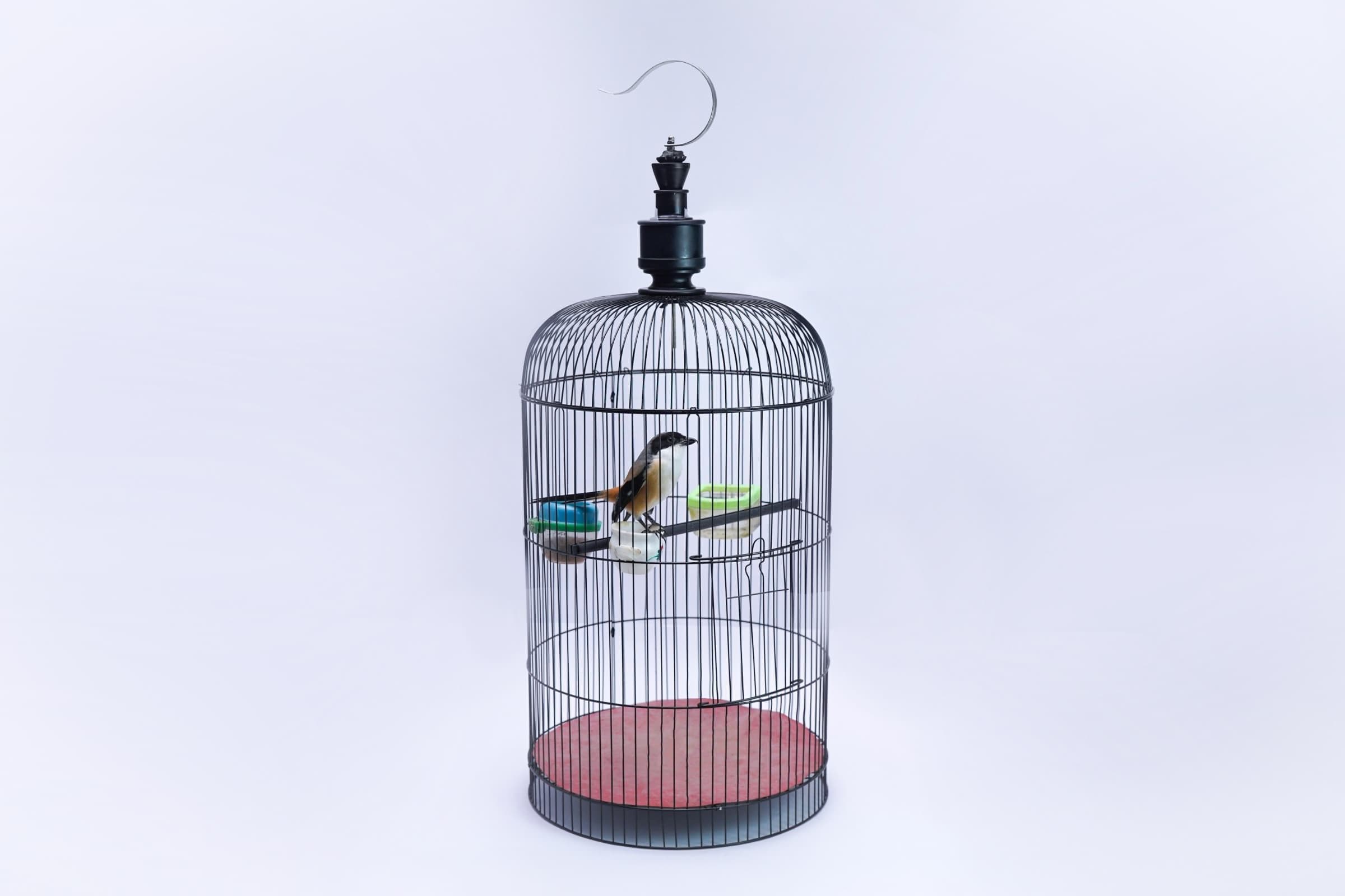 Foto produk Burung Kicau Bancak
